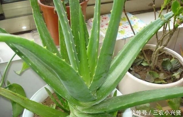 净化空气|家里养花不要瞎眼!这6种花旺财又养人,有2种花是大忌!