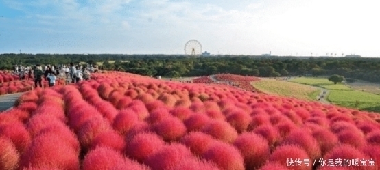 世界上最委屈的植物,在中国被做成了扫把,在日本却被当成宝