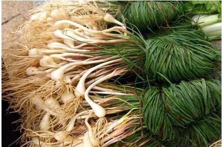 田中角荣|像葱又像蒜,北方很少人认识,出口日本成高端菜,被誉为菜中灵芝