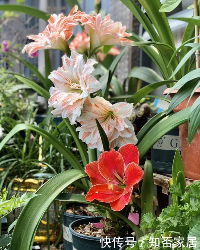 叶片|养花技巧:折腾不死的25种花,咋养都爆盆,懒人最适合