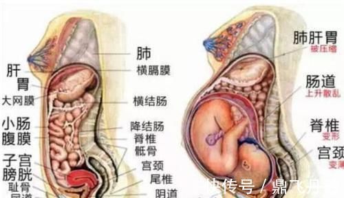 子宫|怀孕后孕妇的内脏被挤成啥样?看了这张图就明白了,真的很心疼