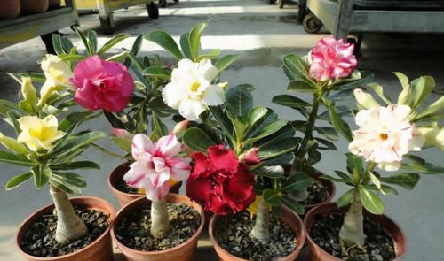 “懒人”养花，没有时间、精力照顾，盆栽花草就选这“4样”