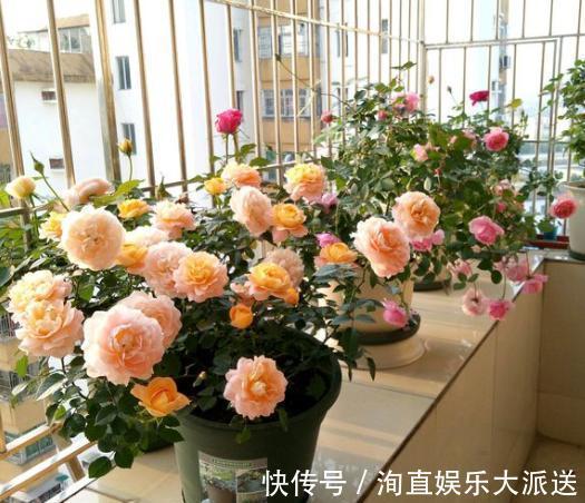 枝条|扦插月季小“方法”，扦插一棵活一棵，15天根系长满盆，非常简单