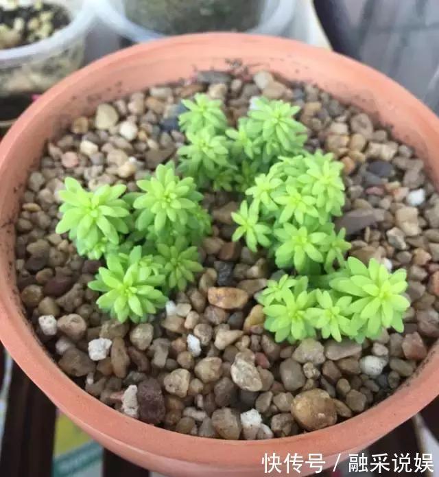 1把沙子撒盆里，土不板结根不烂，叶不黄小飞虫也没了！