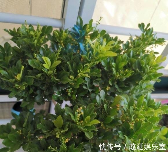 米兰花怎么养？腐殖土配松针，多晒太阳，放在客厅就能开花