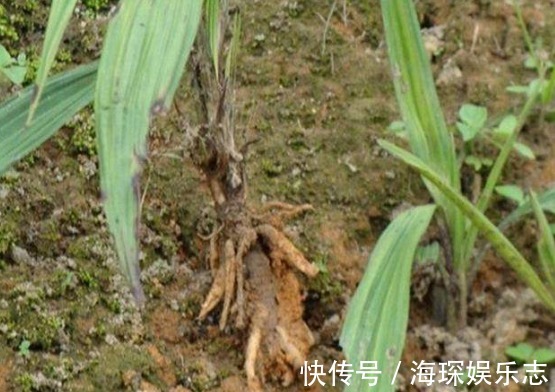 提高免疫力|十个男人九腰疼，推荐农村一种野菜，补肾腰不酸，祛湿肠胃好！