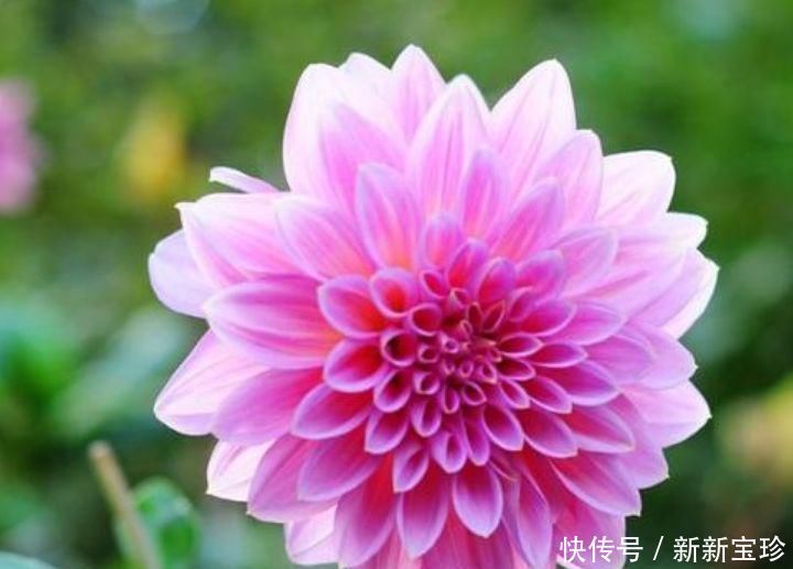 大丽花|夏天养花,不妨养这5款花,一盆千百朵,枝头花苞满