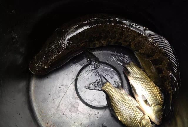 童年回忆杀中的10类鱼，你钓过几种？这3种鱼真的是遗憾！