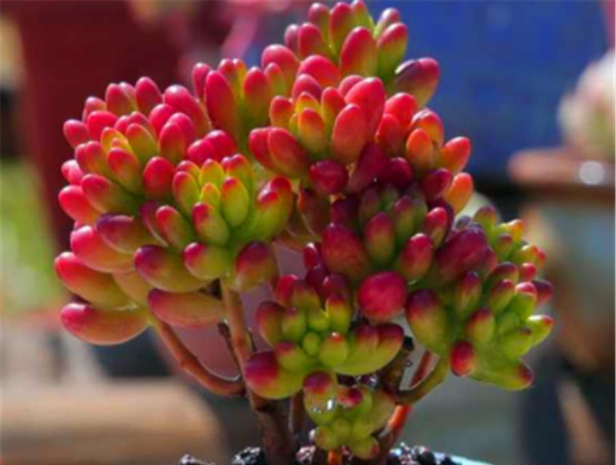 虹之玉|彩色果冻多肉中的“3朵姐妹花”,晶莹剔透颜色亮,出状态太美了