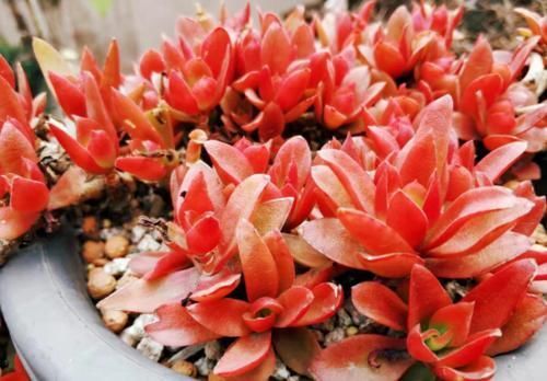 多肉|多肉养成猪肝色怎么办？掌握好些方法，来年就不会重蹈覆辙了