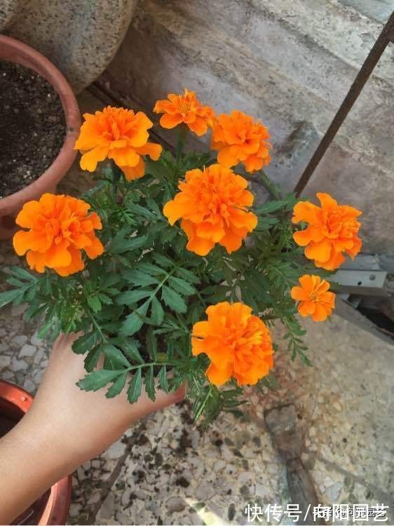 孔雀草|最容易爆花的6种草花，有太阳就开花，阳台党必备，赶紧入手