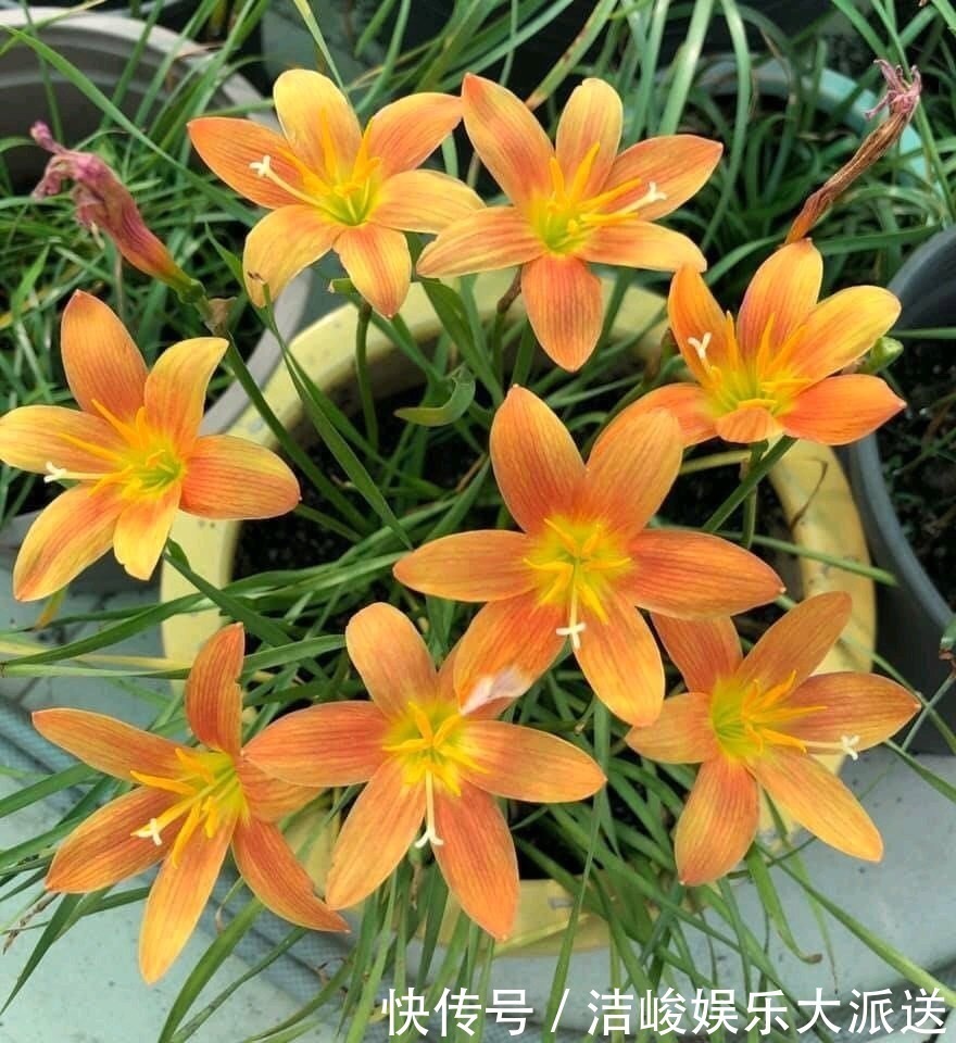 5种花，夏天喜欢“淋雨”，雨水多长得旺，花朵鲜艳芳香