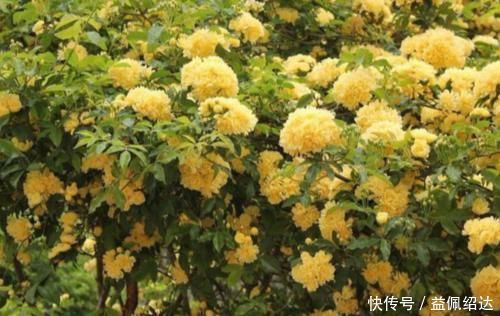 湿润|聪明人都养4种花，好养又漂亮，一开就是300多天！