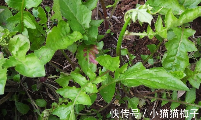 益母草|66种野菜大图片，带你见识不同的野菜和吃法，你想要的野菜这里有