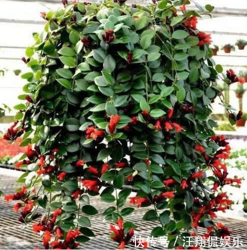 “5种”可吊起来养的花,好养易爆盆,开成大花球,开出100朵美翻