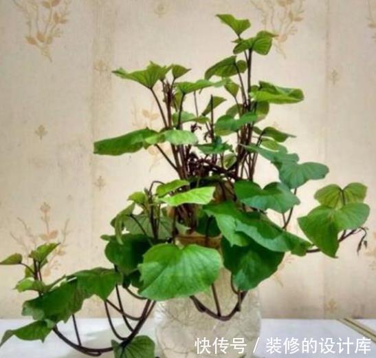 吃剩|还在花钱买绿植?5种吃剩的蔬菜,给点水就能长成盆栽