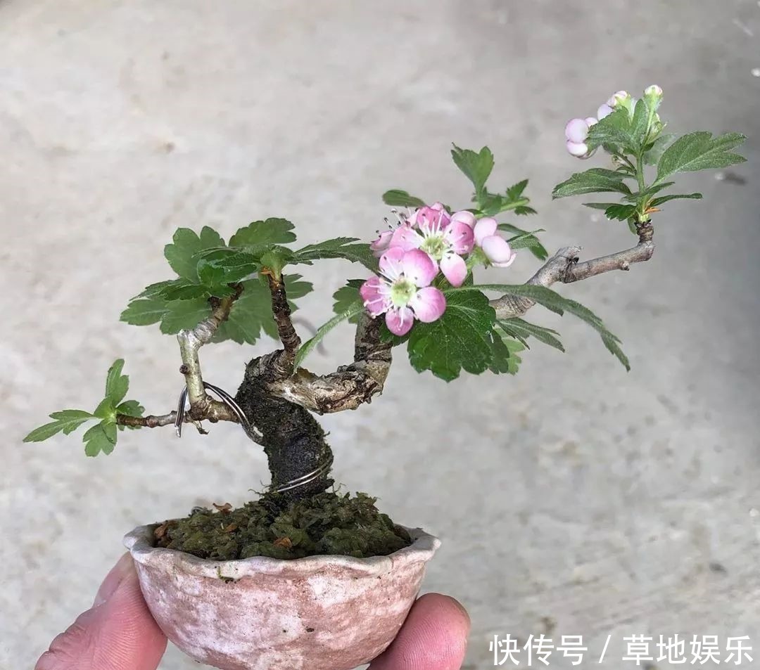 迷你的盆景艺术,小树开花