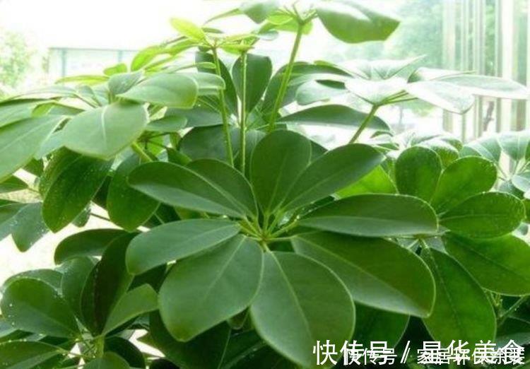 净化|3种花养了就爆盆，好养又便宜，家里空气好，比净化器管用