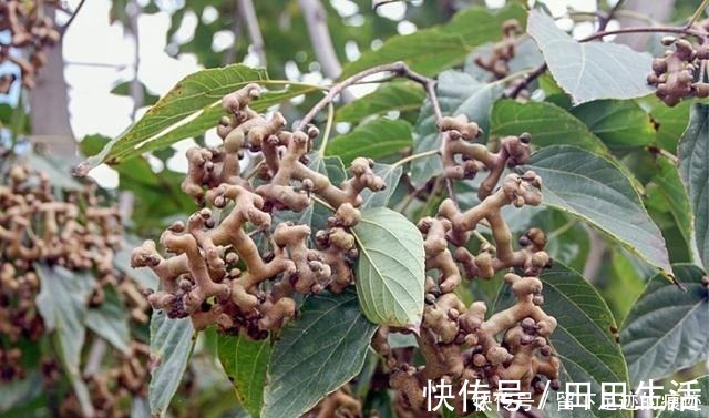 鸡爪梨|李时珍说它“去膈上热,润五脏”,长在路边无人识,可惜了