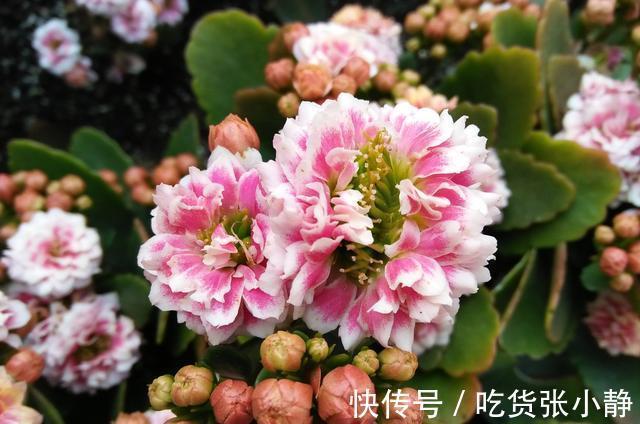 5种漂亮花,天冷多晒晒,越晒长得越健壮,花开得又多又大