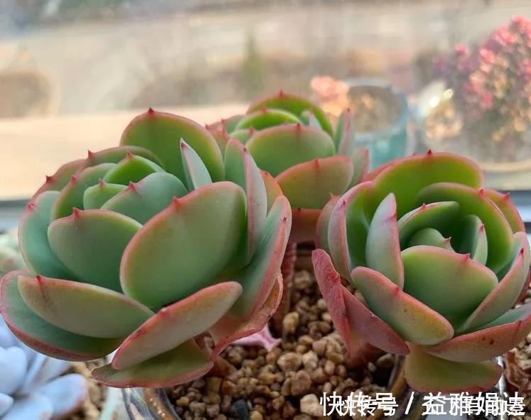 多肉碧桃|养殖多肉碧桃,6、7月盆栽避开此3处,茎叶长得旺、染色美!