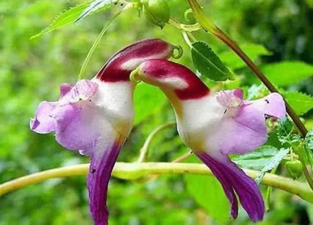 这种花 长得像 鹦鹉 花期60天 十分漂亮 但太罕见 快资讯 这种花 长得像 鹦鹉 花期60天 十分漂亮 但太罕见 快资讯