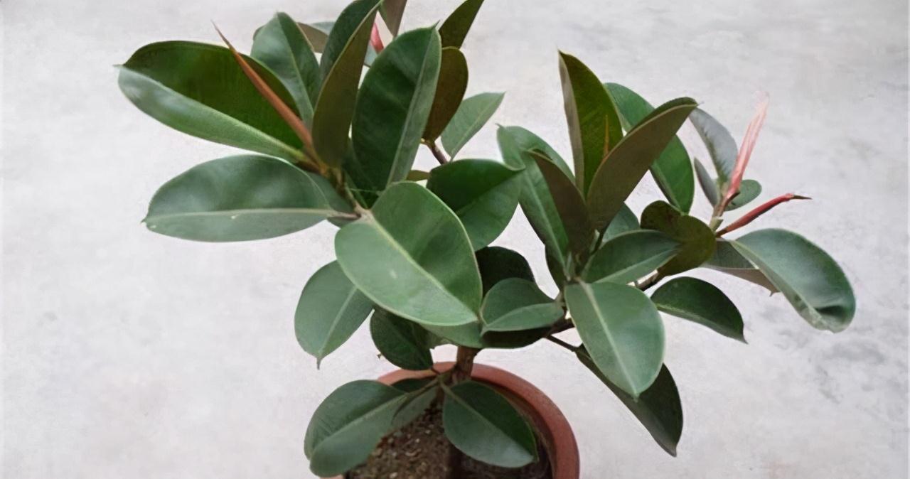 这4种植物最适合家养，净化环境的能力一流，还不知道就亏大了