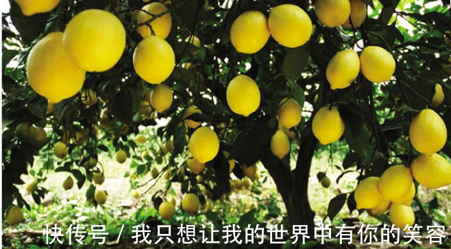 天敌|4种食物,是肝癌肝硬化的天敌,每天食用,让肝再健康20年