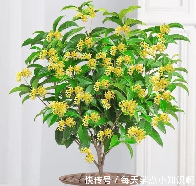 年底买花,选此6类花,大气又添彩!