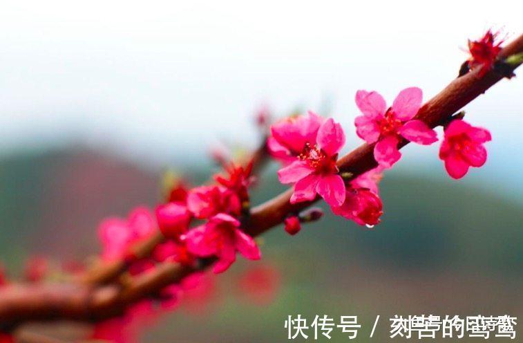 春光|白居易最经典的一首诗, 所描写的春光美得令人心醉!