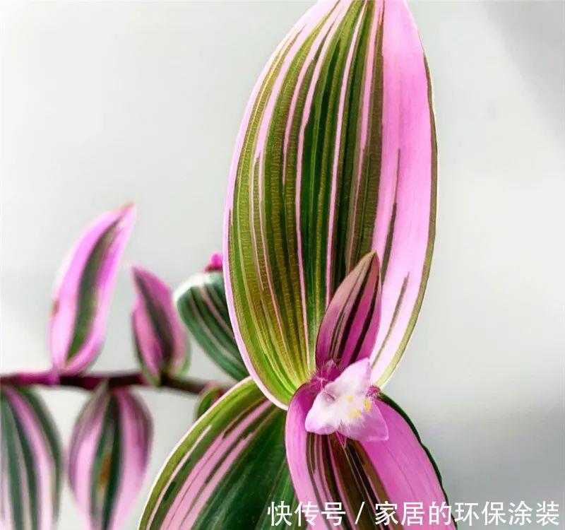 吊兰|诗情画意的网红鸭跖草,油画吊兰这么养护,叶片清丽脱俗如画卷