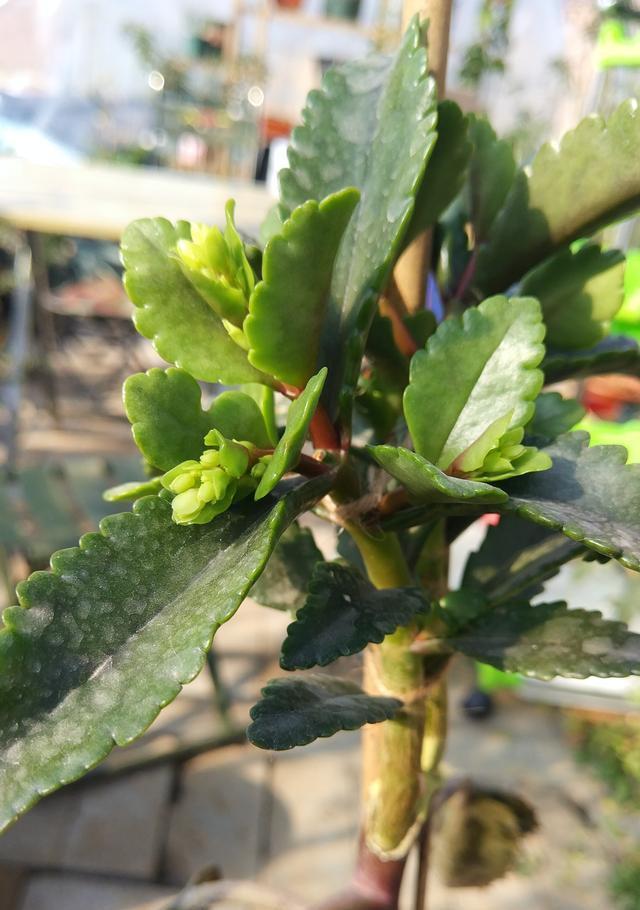 落地生根，打不死的“入侵植物”，叶肥肥花好看，还能嫁接长寿花