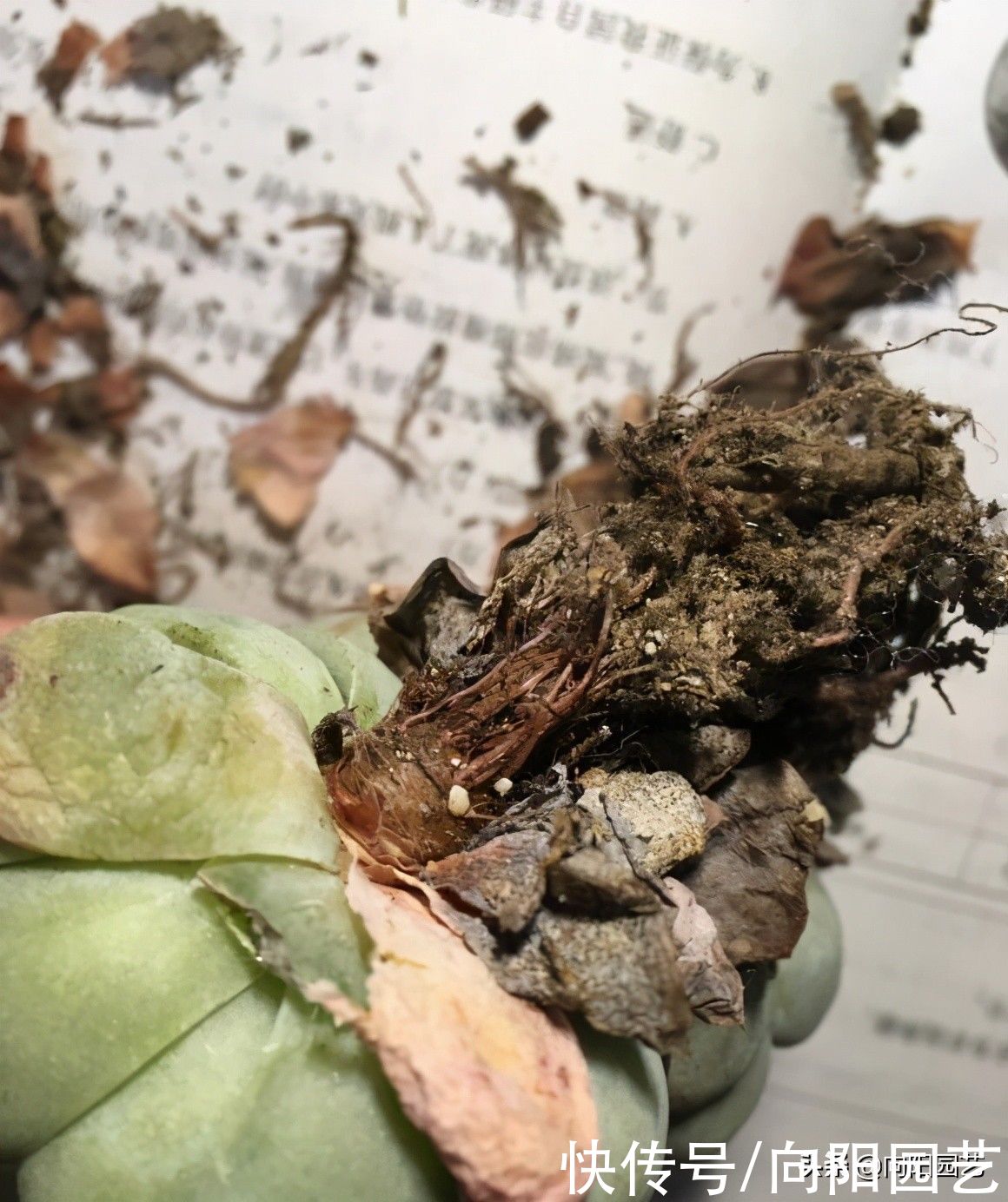 买回家的多肉不发根，僵苗，其实是你没修根，上盆前要修根