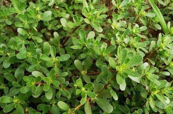 农村人|农村人经常吃的野菜,很多城里人都没见过,被称为“长寿菜”!