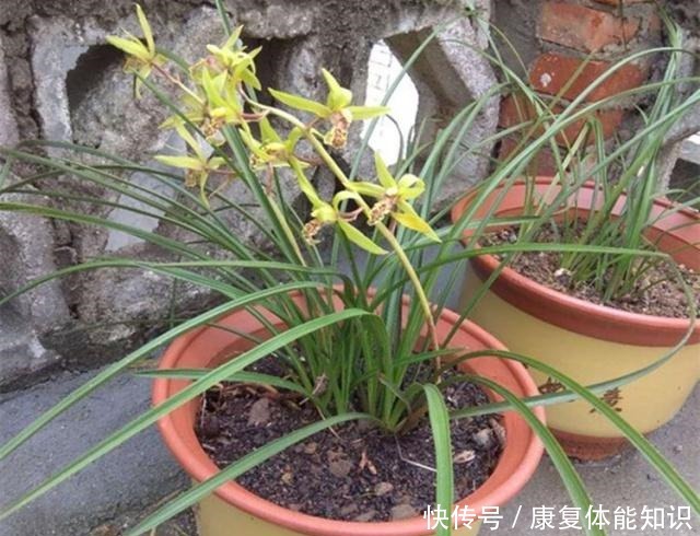 给兰花浇水,学会观“局势”,才能避免出错,不然容易死翘翘!