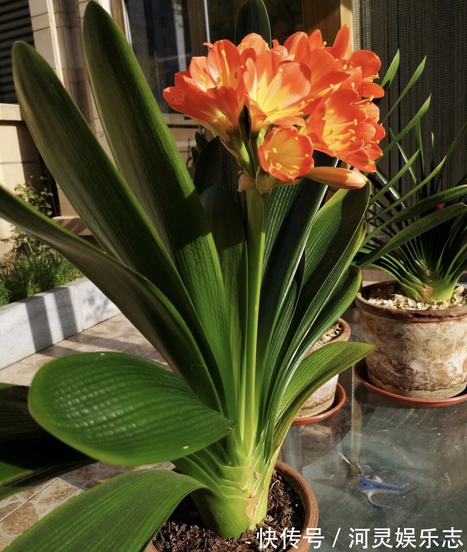 花盆|家家都有的4种“生活垃圾”,不发酵垫盆底,都是养花“万能肥”