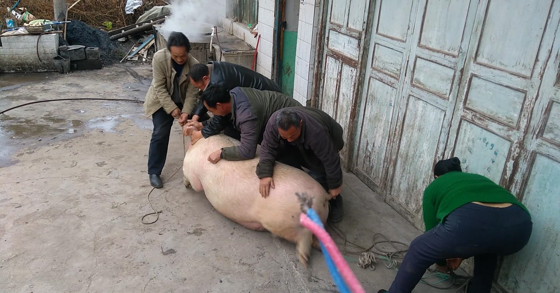 农村宰500多斤重的年猪,四汉放倒二师兄后屠夫才发现屠刀不快