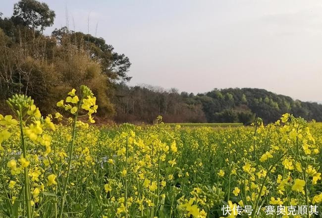 老年|初春的南方己是花花的世界了，春意盎然看美成啥样了？