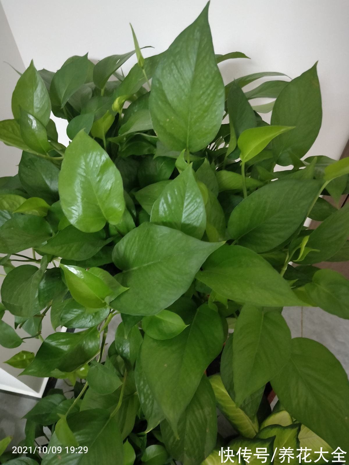 花卉|15种“阴性”花,家里没光适合养,光太强反而长不好