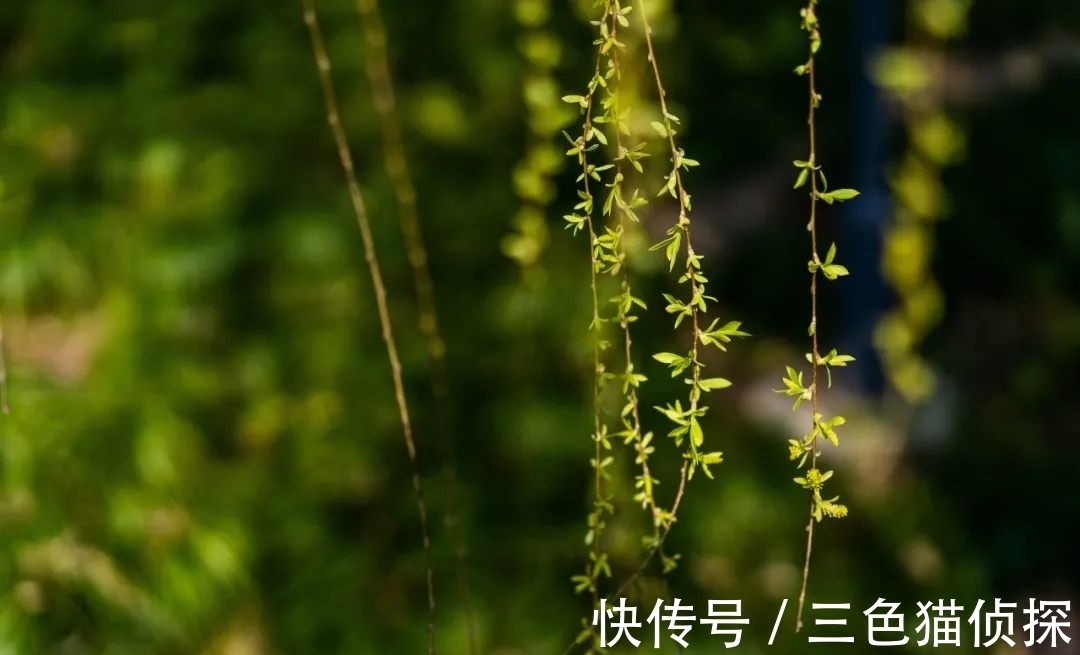 杨柳!新春偷向柳梢归