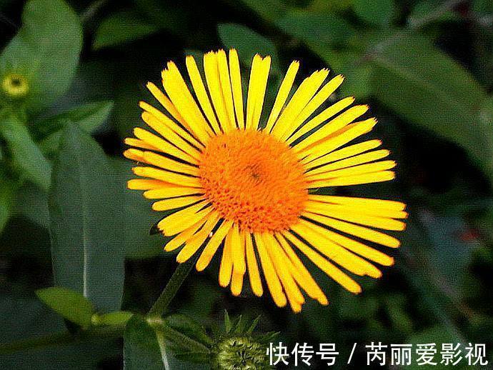 野草|农村路边常见的小黄花,经常被当做杂草,殊不知市场上五十元一斤