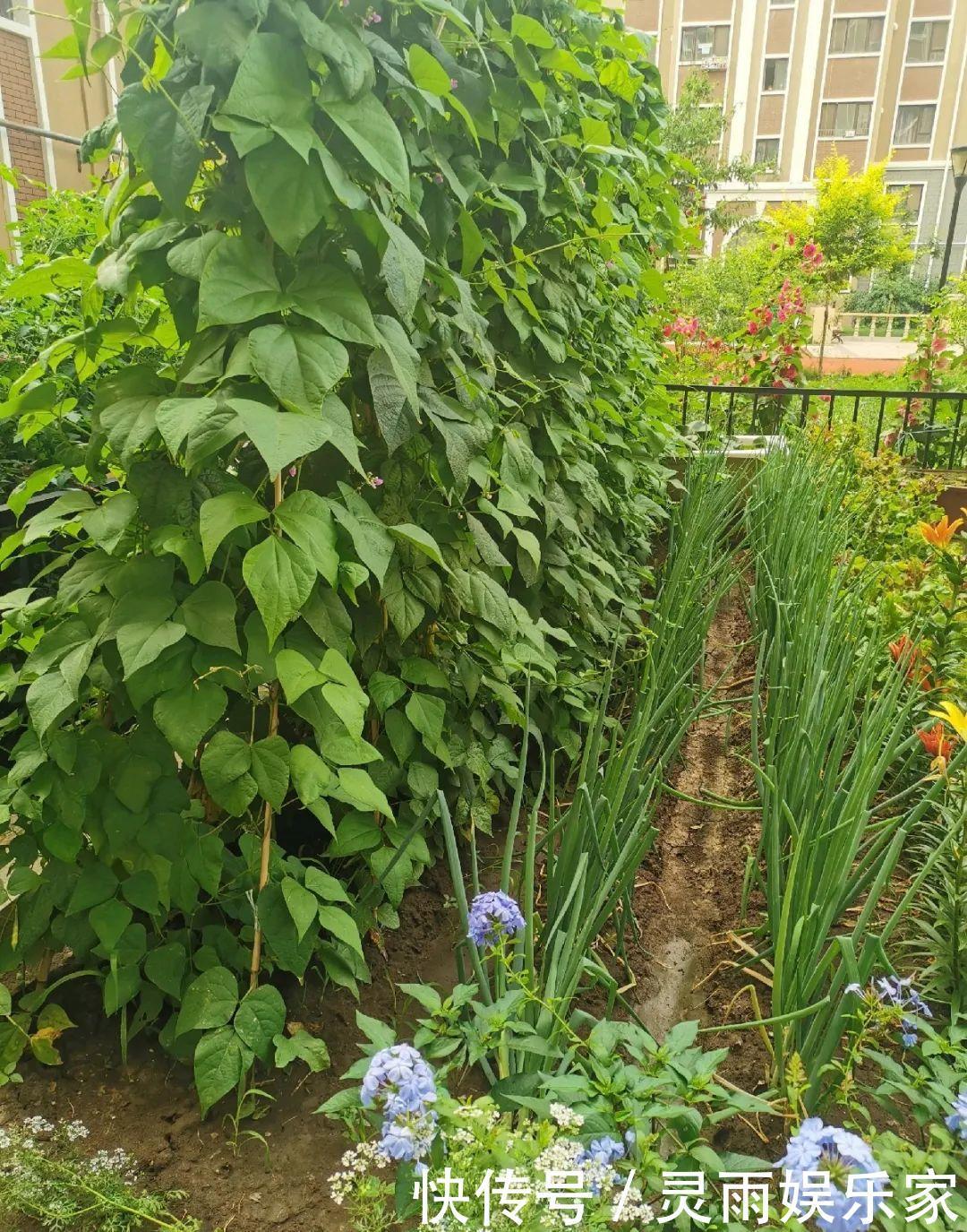 70岁老妈,一天也闲不住,院子里种满了花!