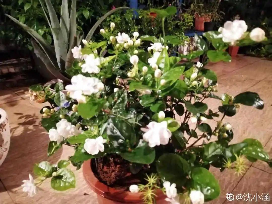 这10种花爱喝醋，浇水加点酸，叶子油亮爱开花！