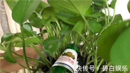 君子兰|家家都有的“神仙水”，专治不开花，一周喷一次，花苞呼呼往上“窜”