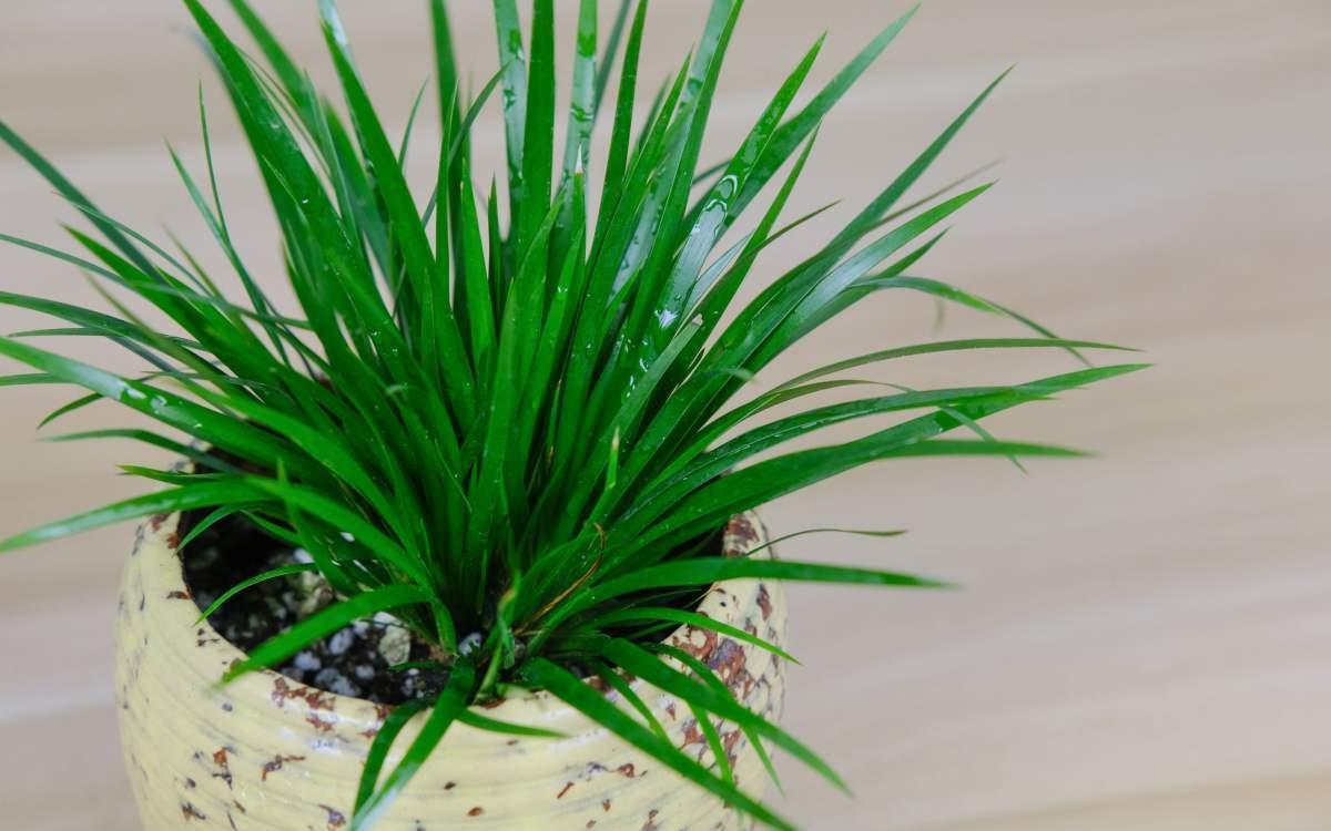 河边常见的3种草,现在都成了网红绿植,养护起来超简单