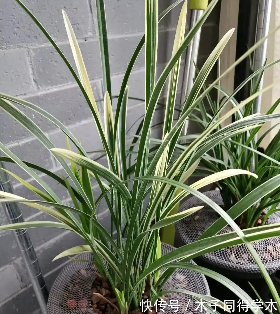 兰花|5种“长命花”，富贵又吉利，越养越值钱，赶紧养一盆做传家宝