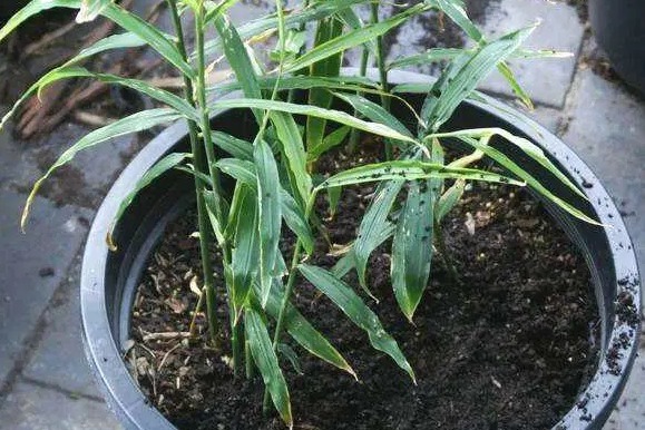 阳台上|一个废油桶里面丢一块姜，一年收获一大盆，省钱又好看