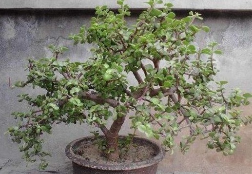 小花|“马齿苋” 不好看“这样”一砍一揪,6月不管成“老桩”,超美