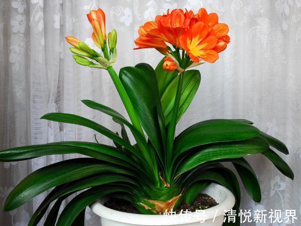 君子兰难养花1分钟学会这3样东西的用法,爆盆不愁