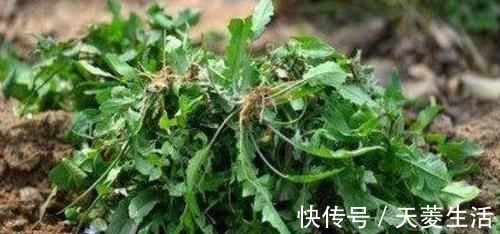 荠菜|羡慕别人皮肤好,不妨吃这3物,排毒清肠,滋养肌肤,活出少女感